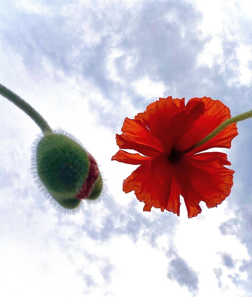 Photograph by Алиса Лукина