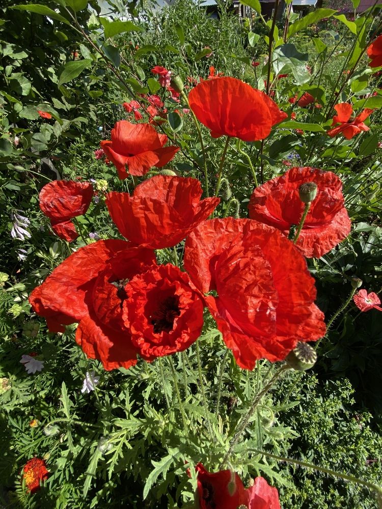 Photograph by Алиса Лукина