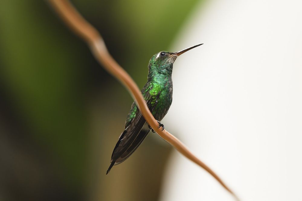 Photograph by Abel Cancino Gutierrez