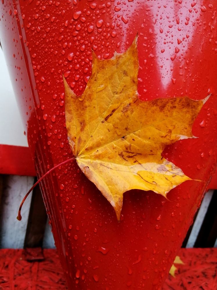 Photograph by Светлана Веселовская