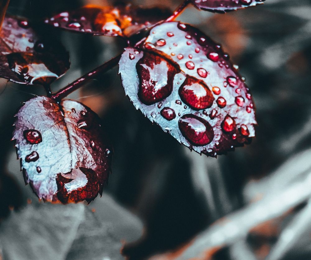 Photograph by Кристина Полякова