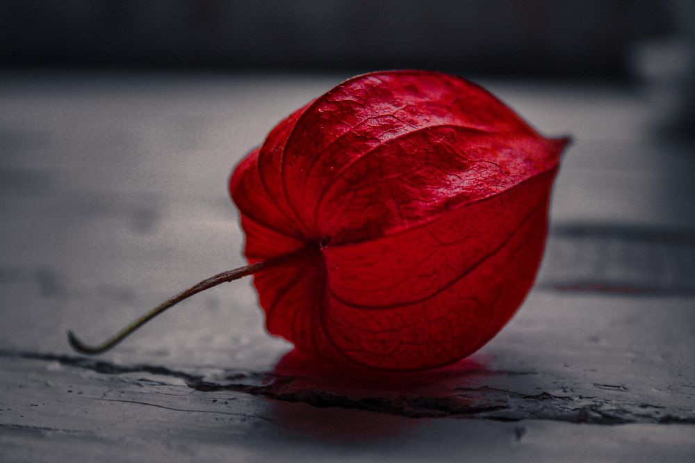 Photograph by Кристина Полякова