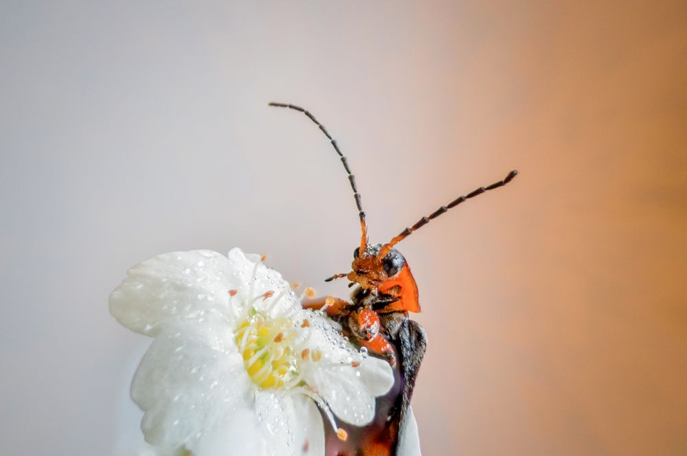 Photograph by Юрий Яковлевич