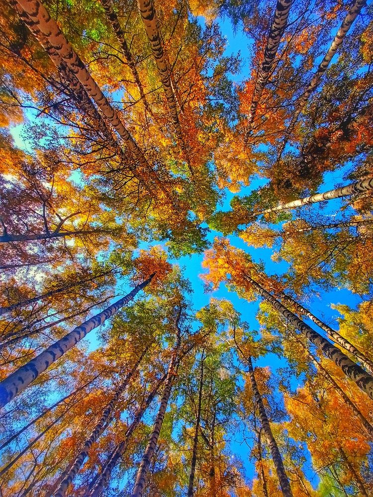 Березовая роща