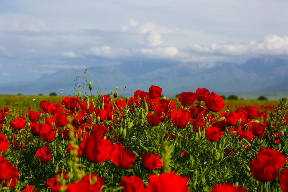 Photograph by Алтынбек Қартабай