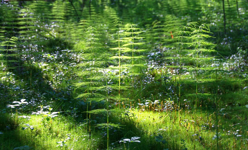 Photograph by Галина Ильясова