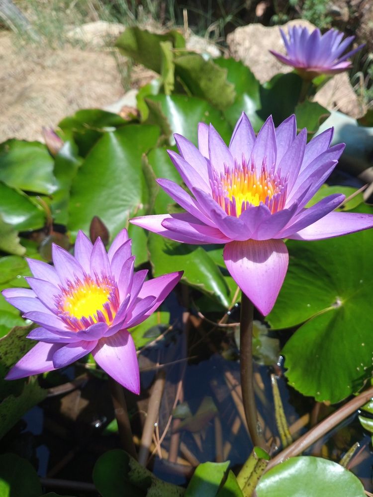 Photograph by Layal Farah