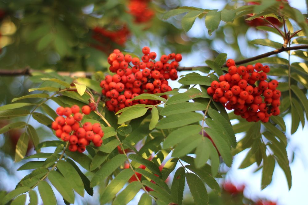 Photograph by Анастасия Липаткина