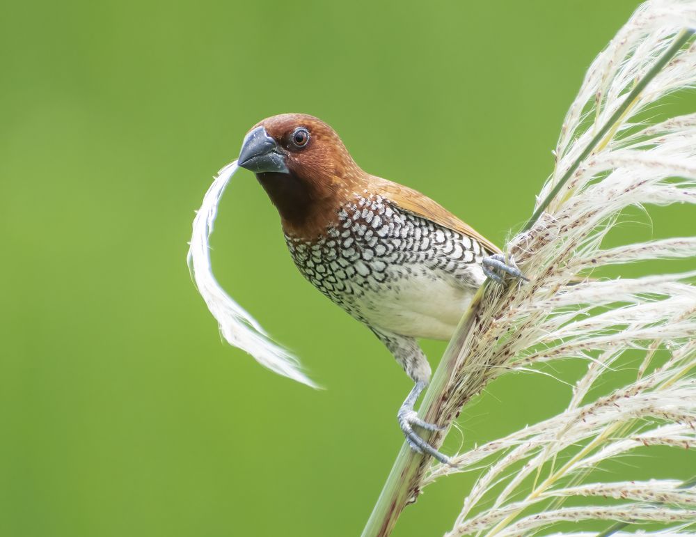 Фотография автора Subhendu Ghosh