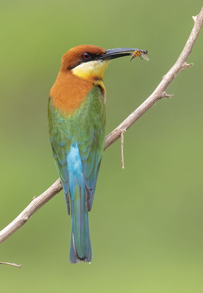 Predator and the Prey