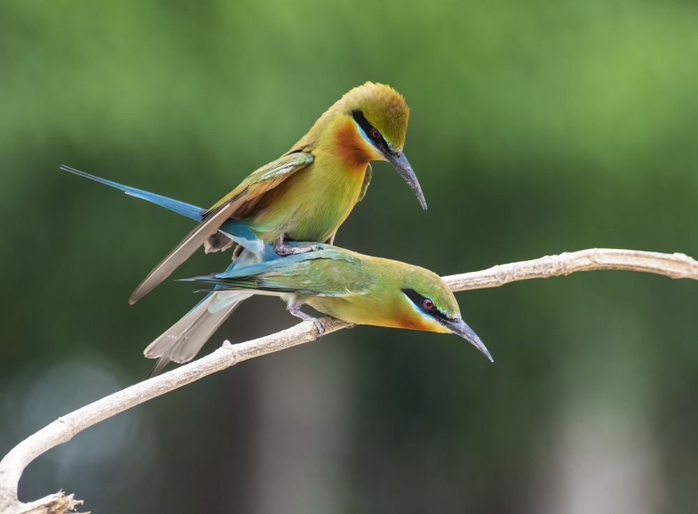 Фотография автора Subhendu Ghosh