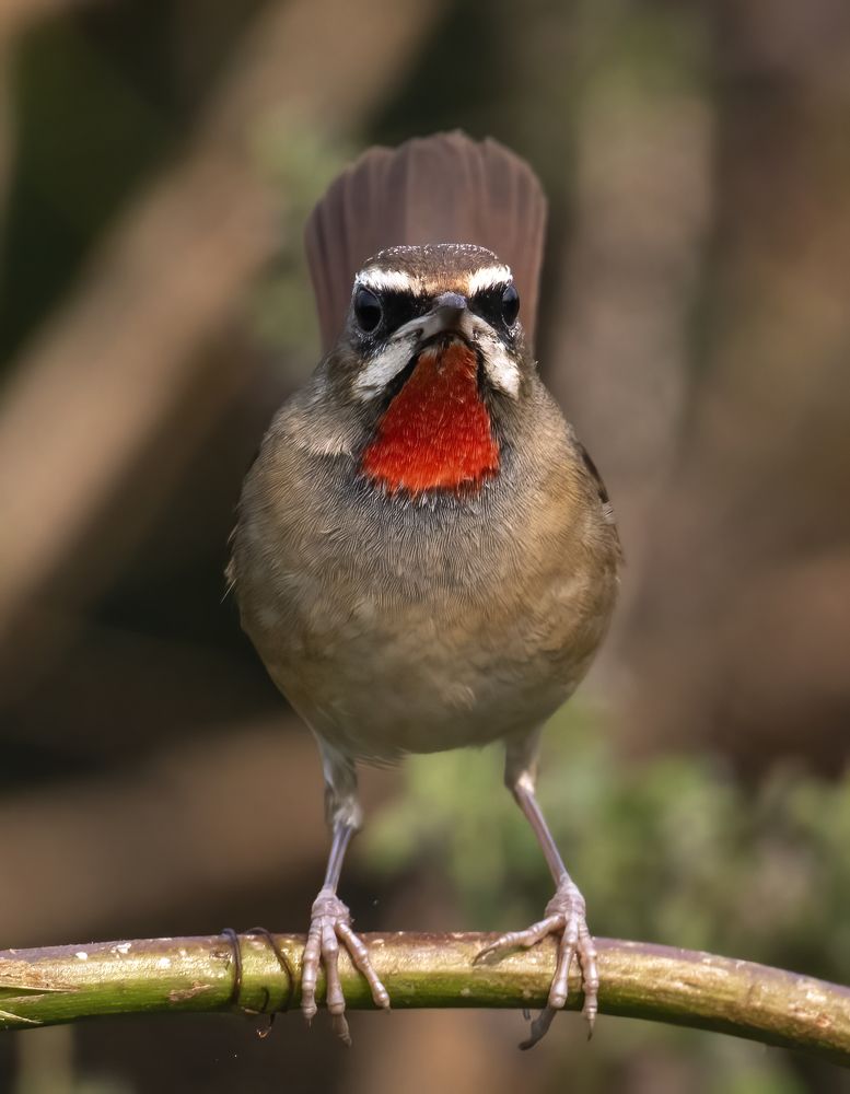 Фотография автора Subhendu Ghosh