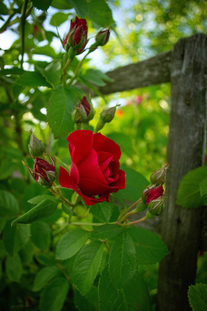 Photograph by Мария Катасонова