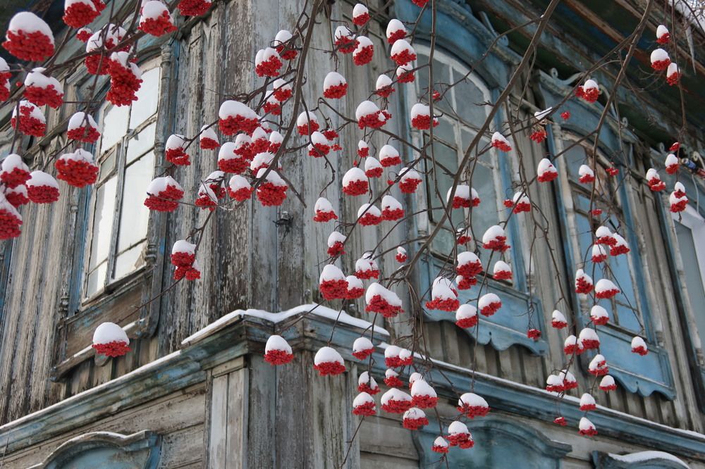 Город с красной рябиной