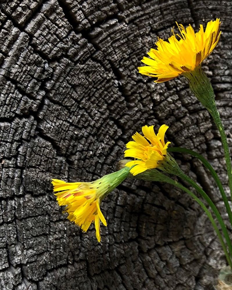 Photograph by Halina Mitsevich