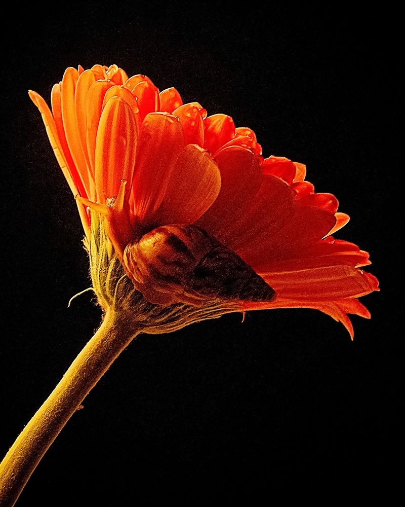 Photograph by Людмила ЧЕРНИКОВА