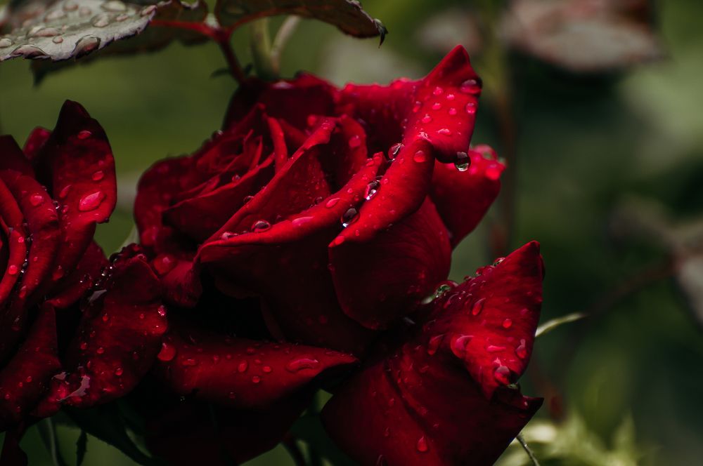 Photograph by Татьяна Зубехина