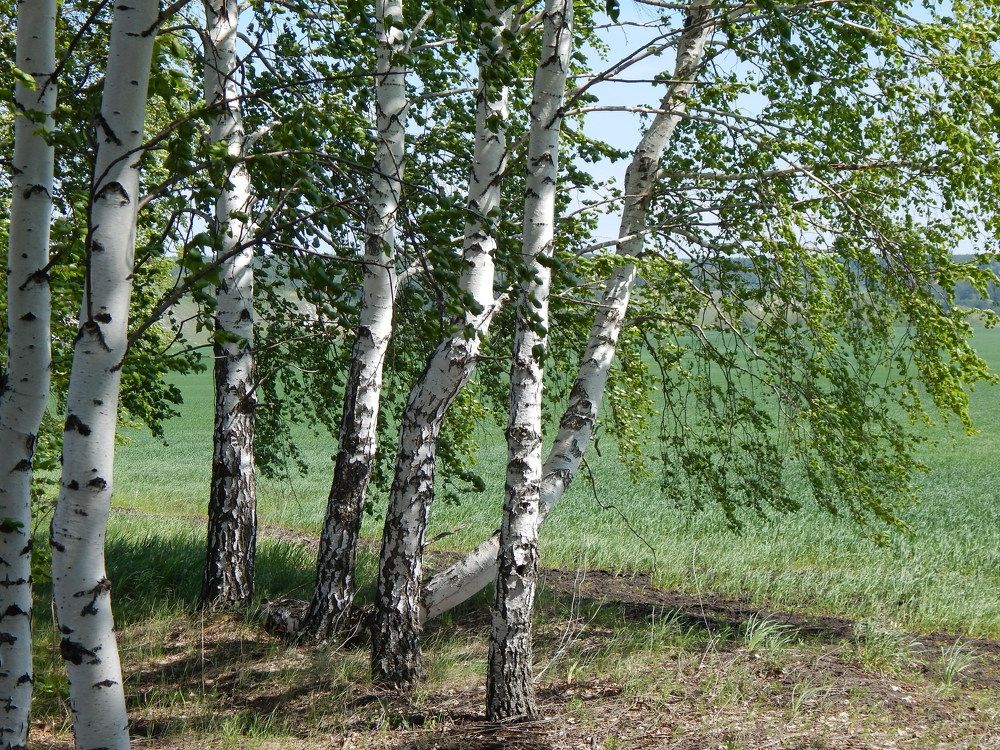 Зелёная весна