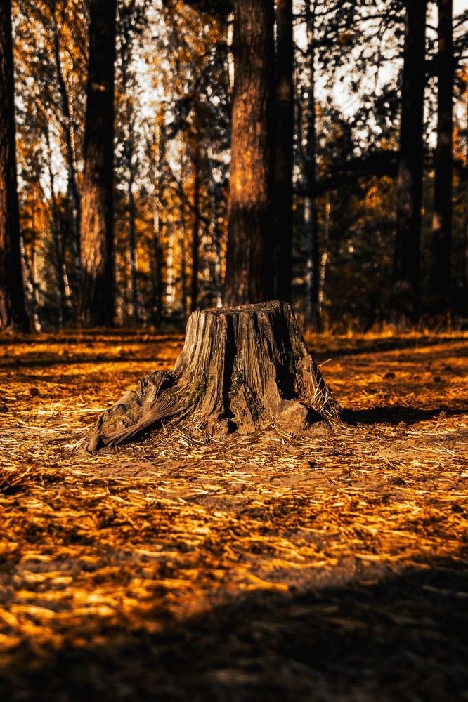 Photograph by Midory Pho