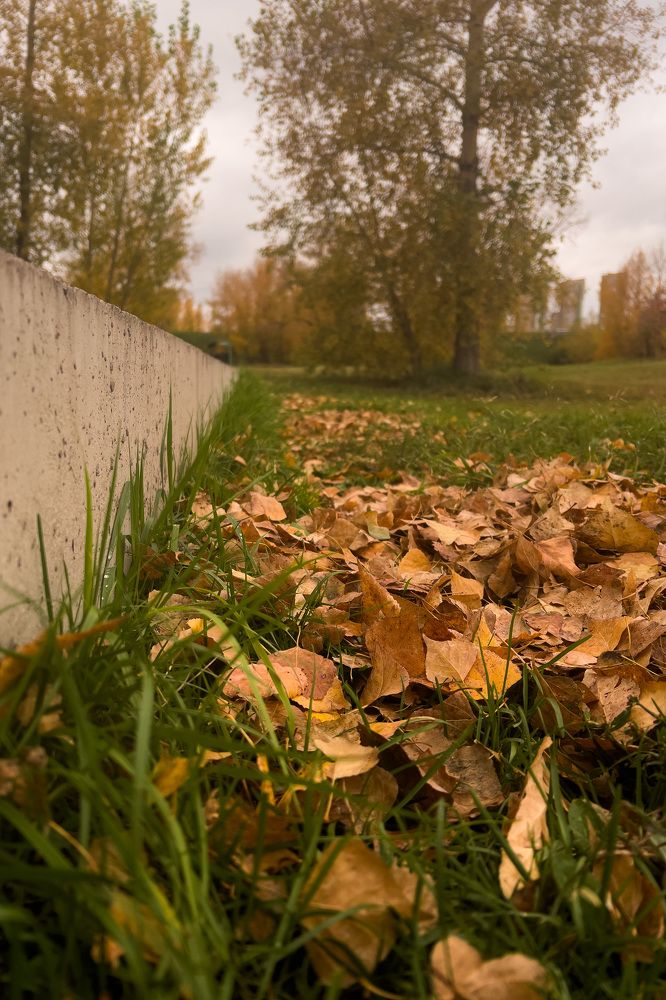 Осенняя листва