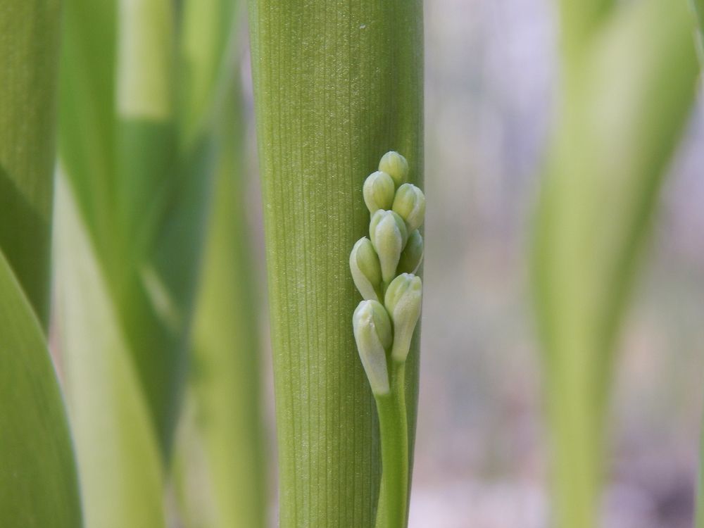 Зелёный ландыш