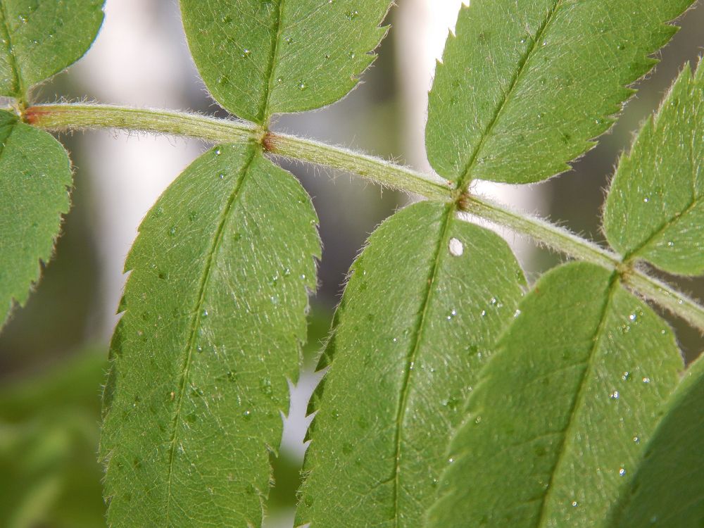 Зелёный лист