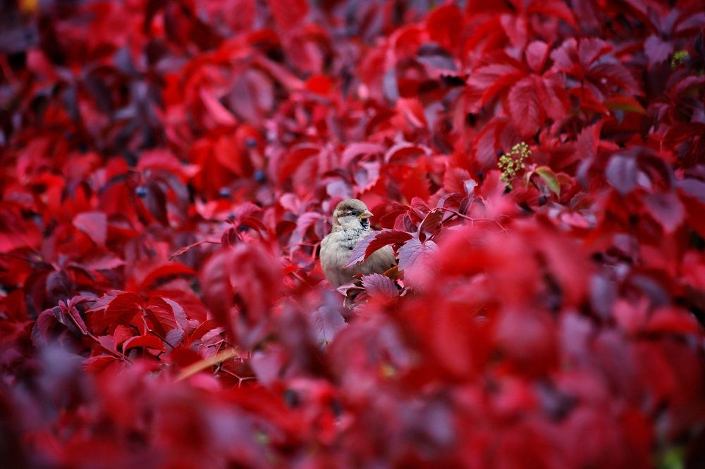 Фотография автора Елена Кириллова