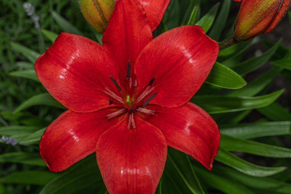 Photograph by БОРИС БЕЛКАНИЯ