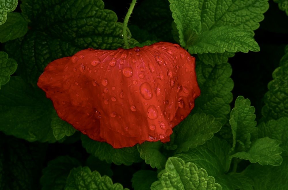 После дождя