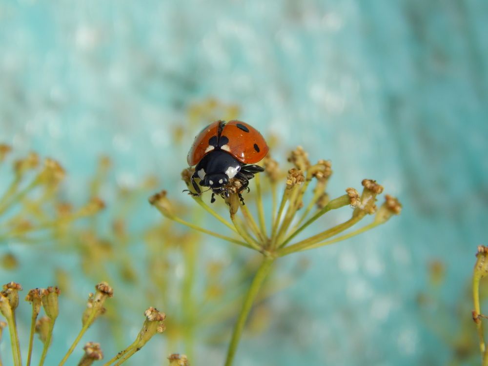 Photograph by Анастасия Моисеева