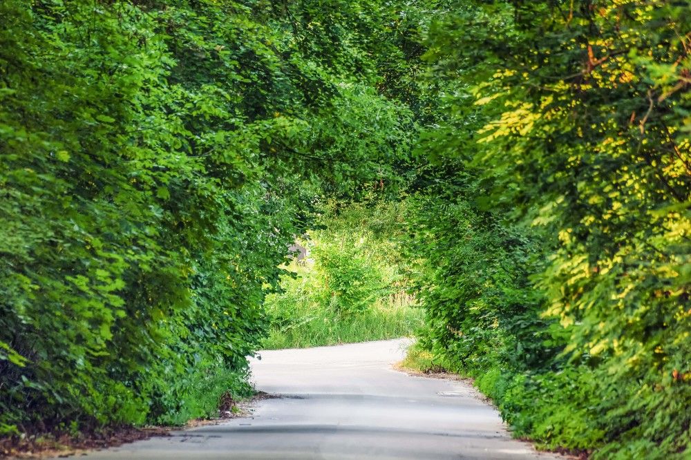 Фотография автора Oleg Podlesnykh