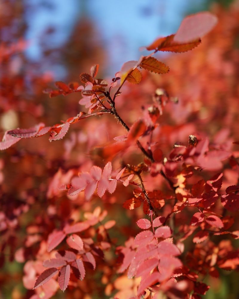 Photograph by Василий Селиванов