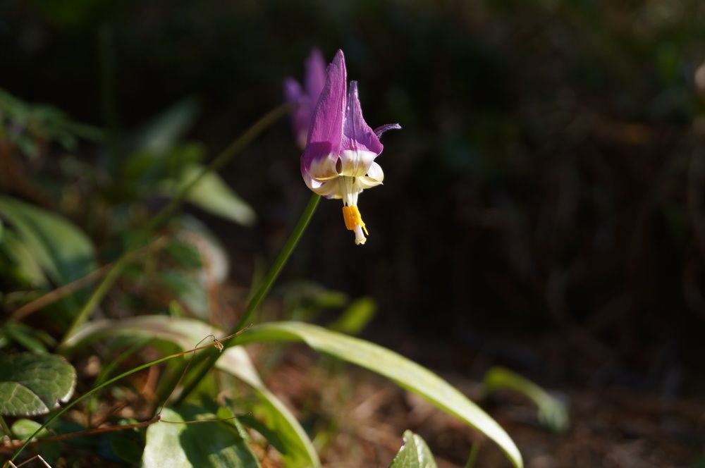 Сибирский кандык