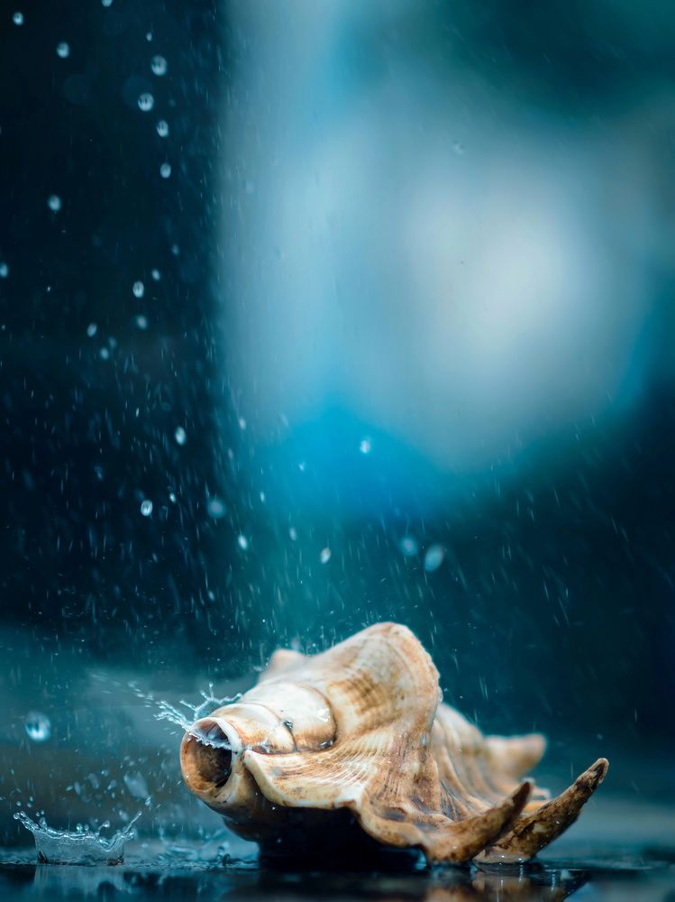 Photograph by Snehasish Mandal