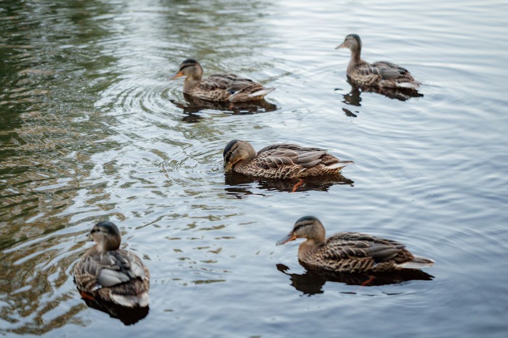 Photograph by Анастасия Петрова