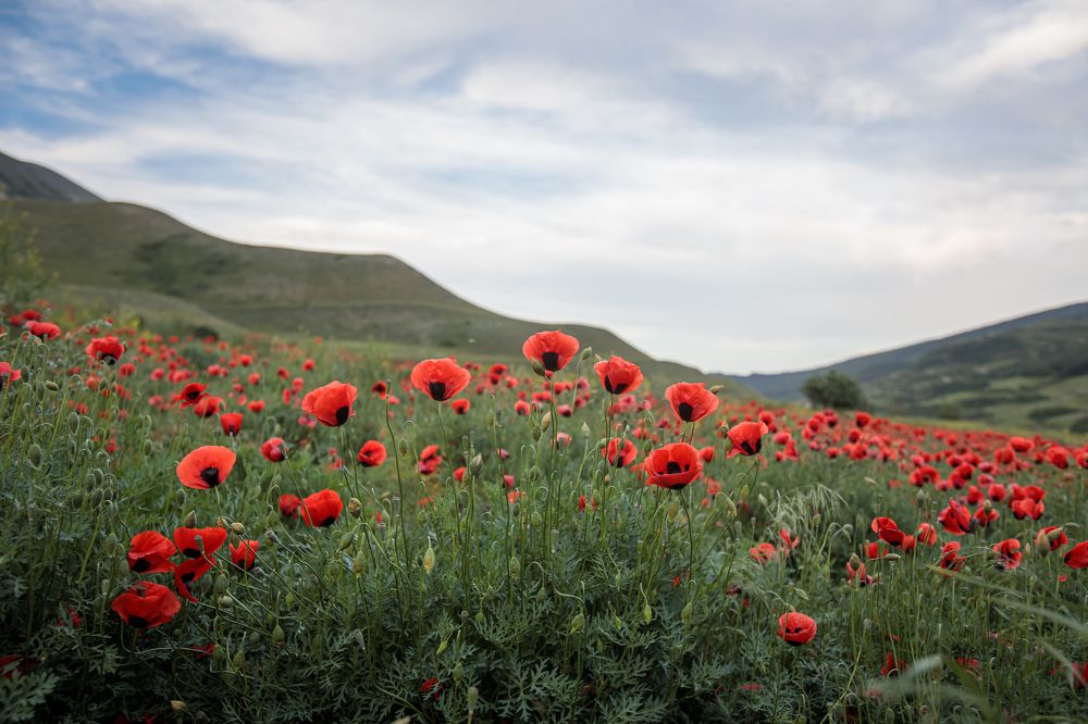 Photograph by Мария Казакова