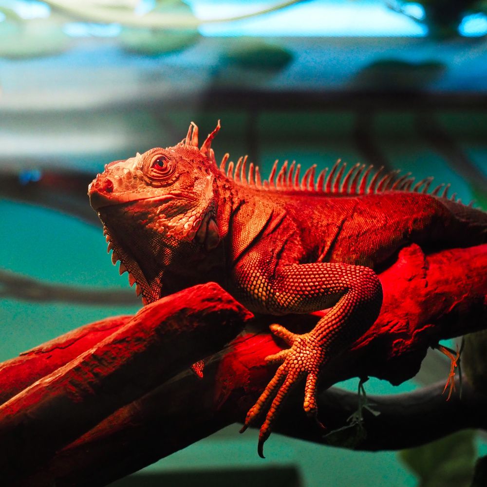 Photograph by Ирина Протченко