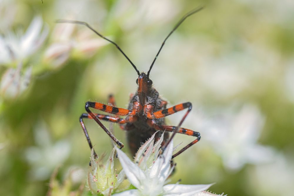 Клоп хищнец