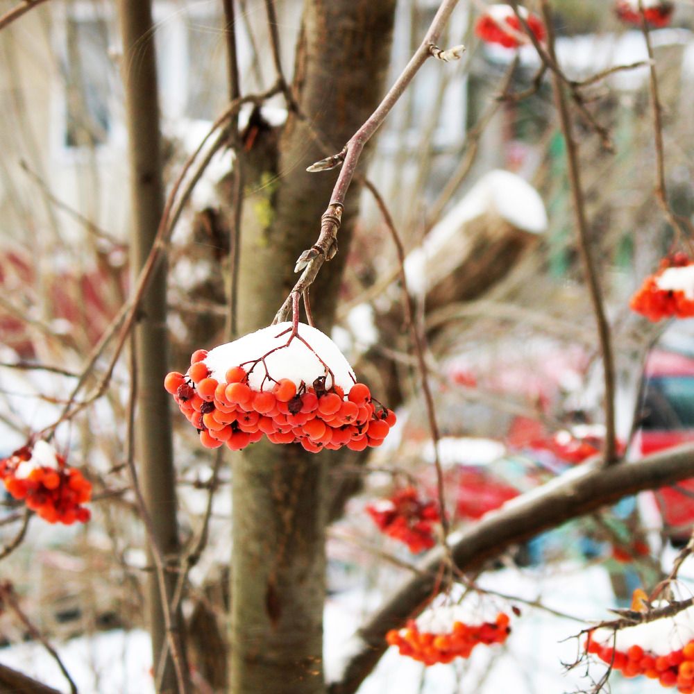 зима и рябина