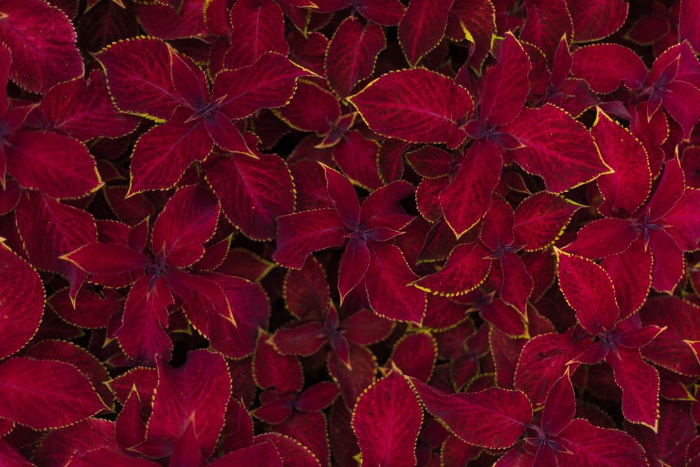 Photograph by Анна Чеснокова