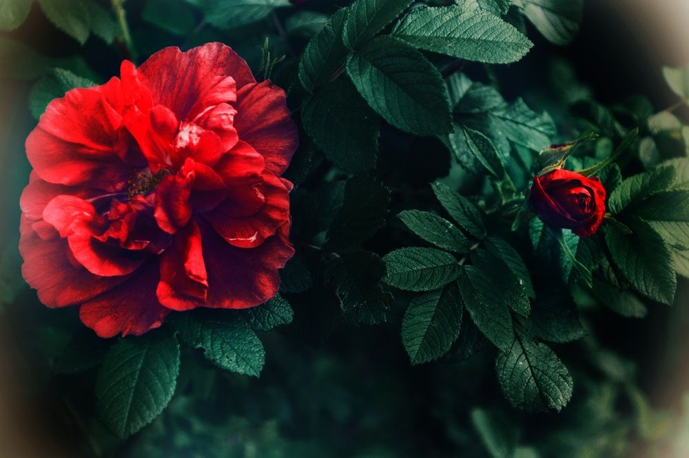 Photograph by Дайана