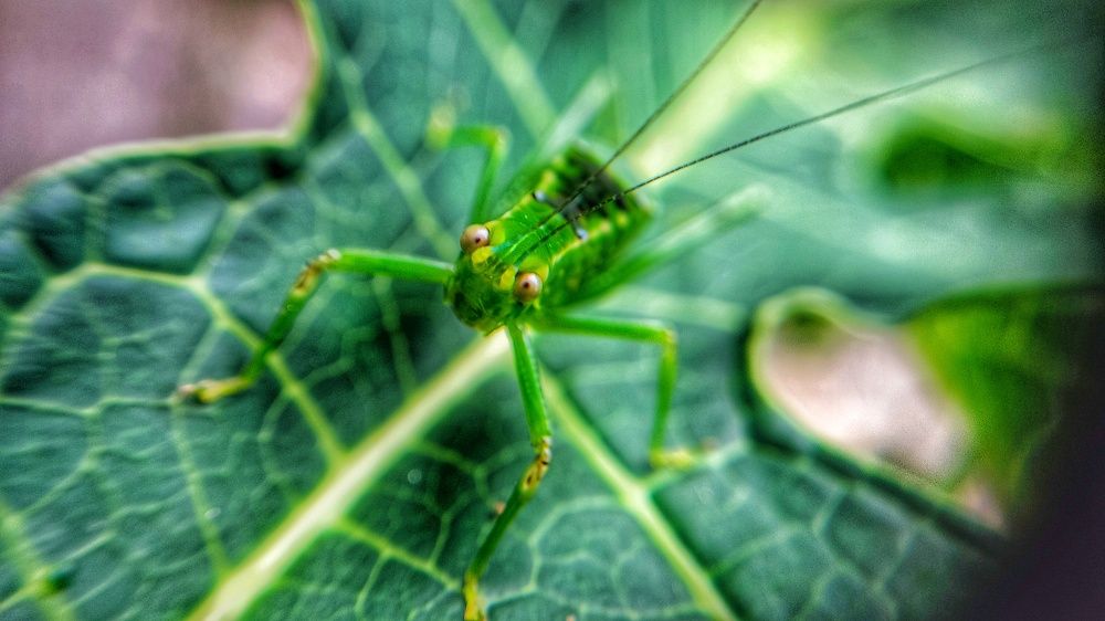 Photograph by Colmenarez nileydi