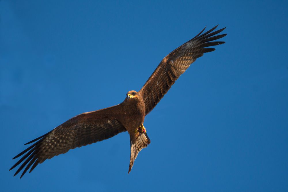 Photograph by G N RAJA