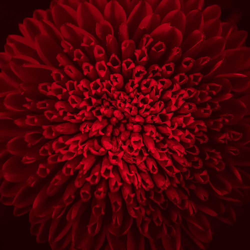 Photograph by Эльвира Курочкина