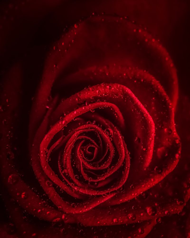 Photograph by Эльвира Курочкина