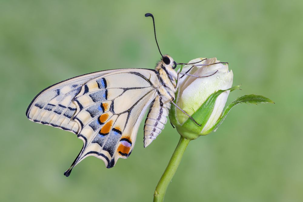 Фотография автора Massimo Tamajo