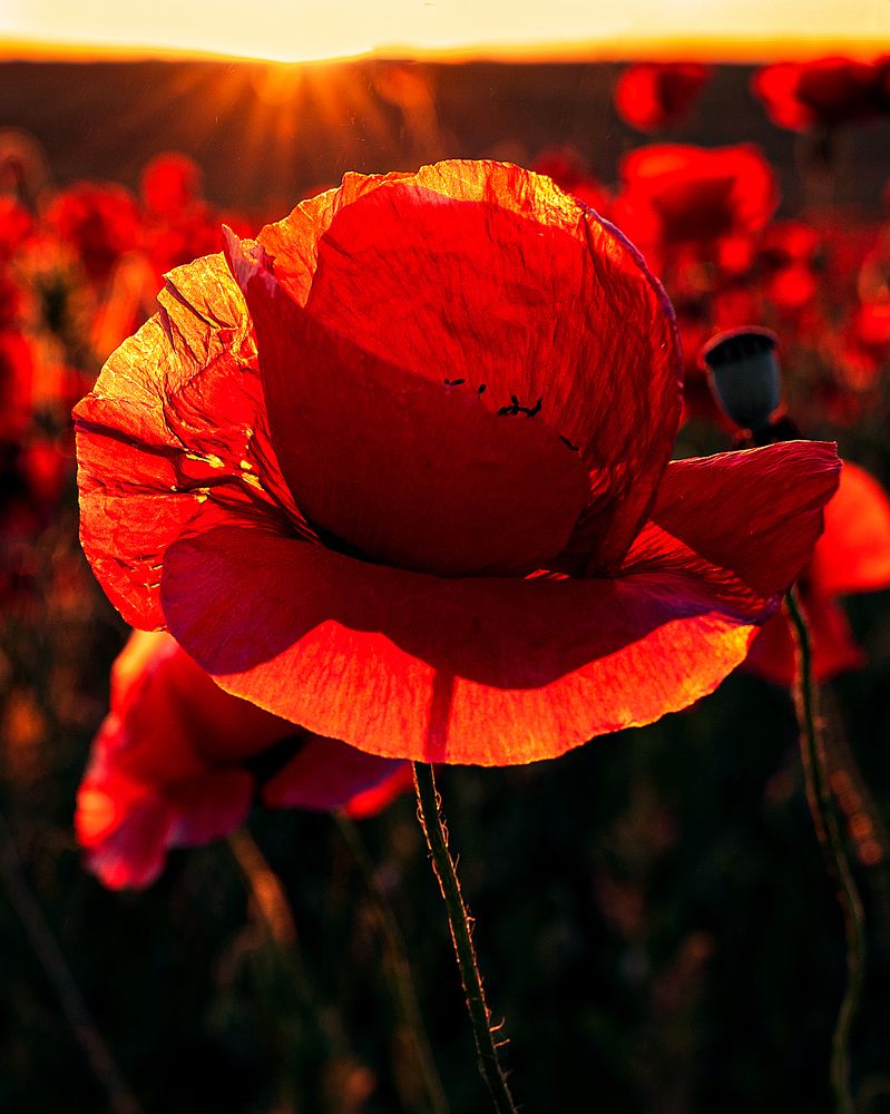 Photograph by Екатерина Рябкова