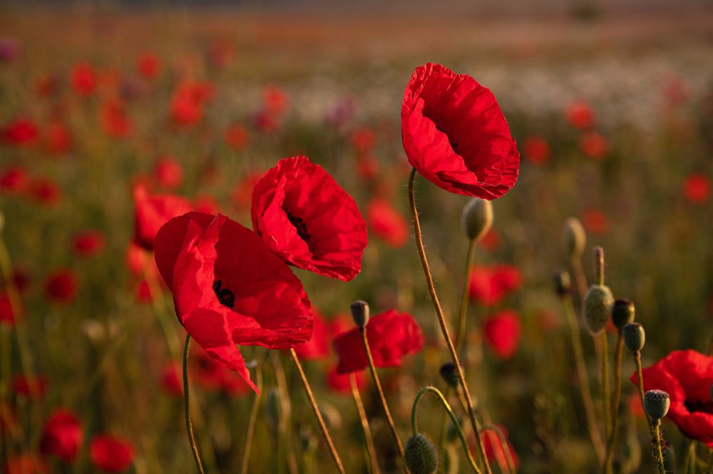 Photograph by Екатерина Рябкова