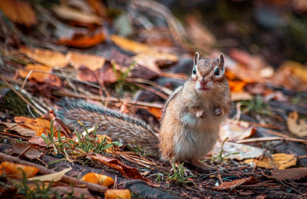 Photograph by Толян Бууулочкин