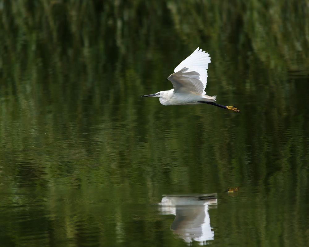 Фотография автора Алексей Рыльский